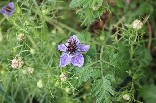 july7_nigella1