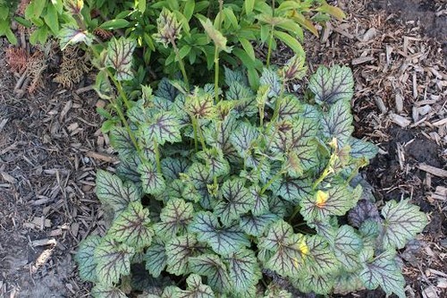 May25_heuchera2