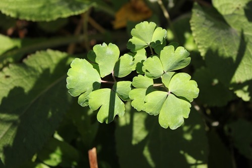 Nov5_aquilegia