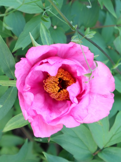 May25 (6)