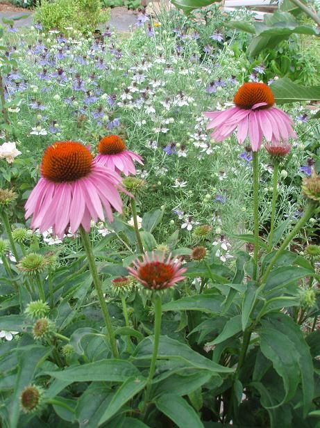 echinacea