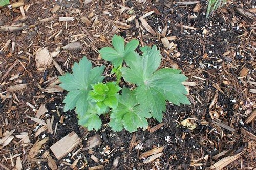 June2_astrantia