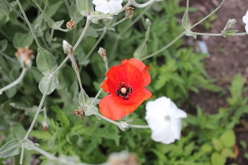 July10_poppies