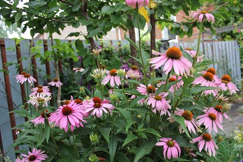 Aug3_echinacea1