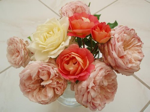 Aug6_roses