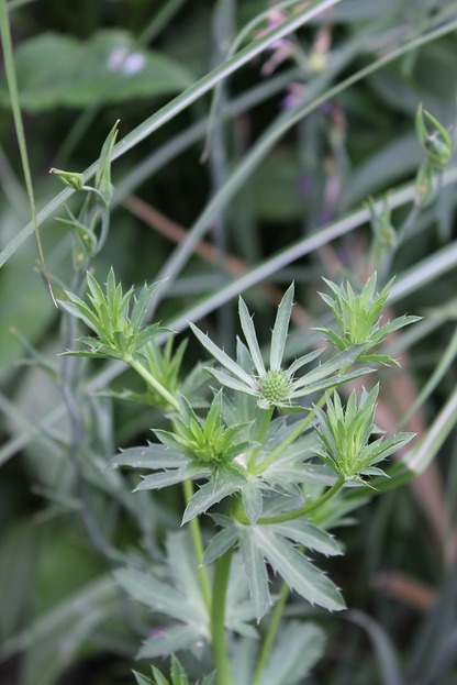 June25_eryngium