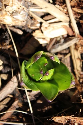 Apr17_hyacinthbuds3