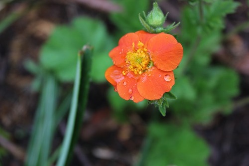 May14_geum2
