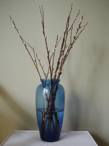 willows