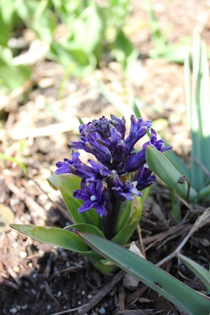 Apr17_hyacinth1