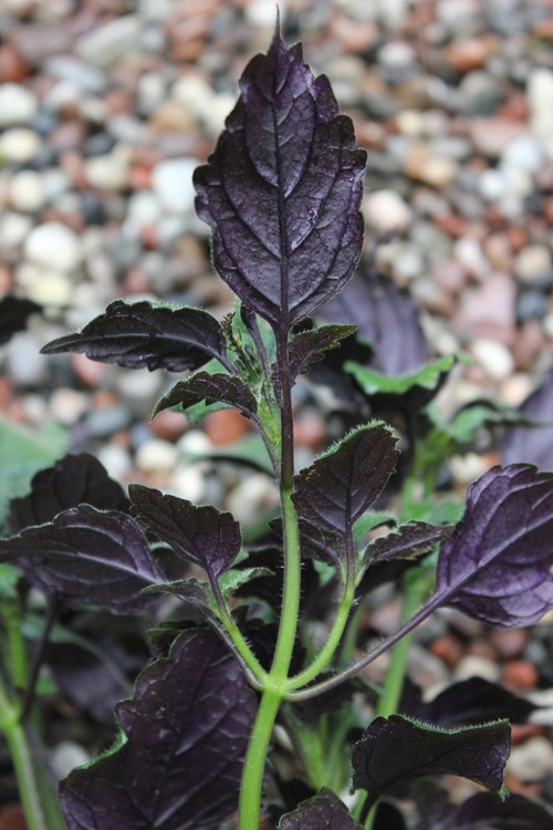 May21_salvia2