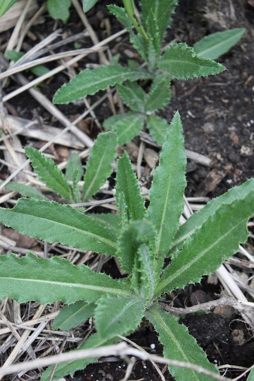 May13_eryngium