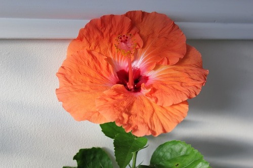 Nov22_hibiscus