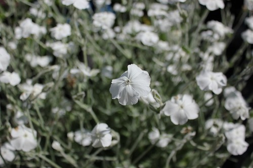 July5_lc