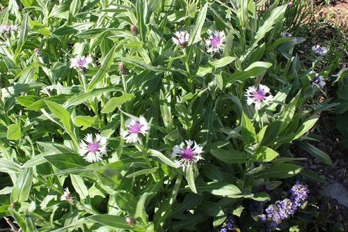 May25_centaurea2