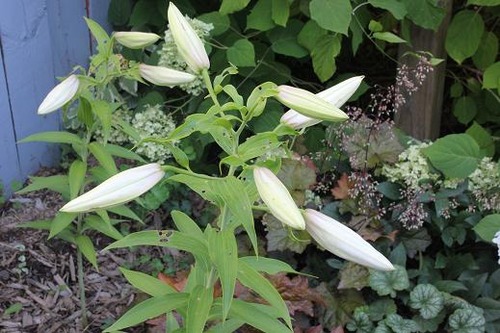 Aug5_lillies