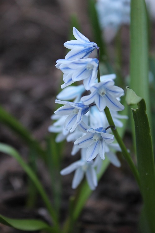 Apr29_ puschkinia2