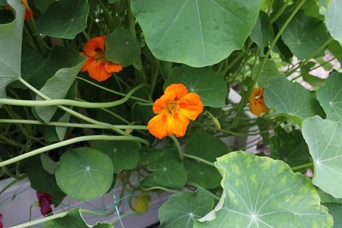 June27_nasturtium