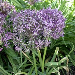 Allium christophii