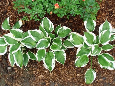 hosta