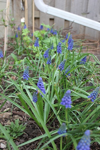 May7_muscari1