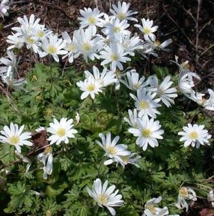 Anemone 'White Splendour'