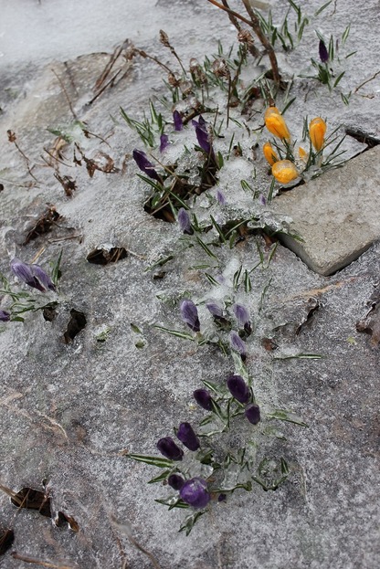 March25_crocuses1