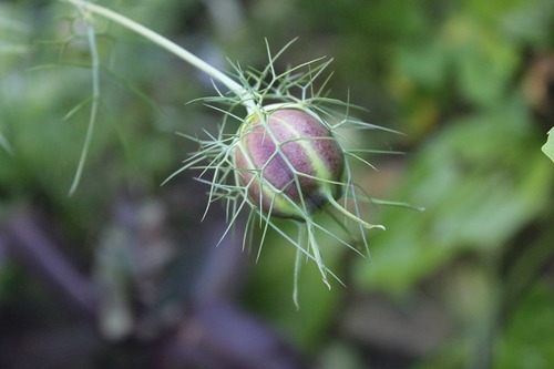 Aug9_nigella3