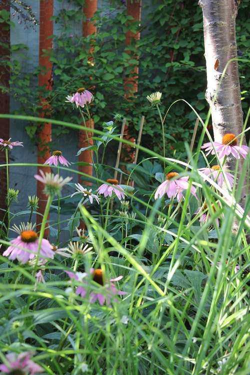 July30_ (4)