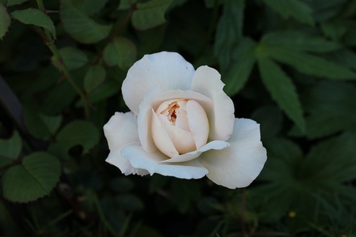 July8_ (4)