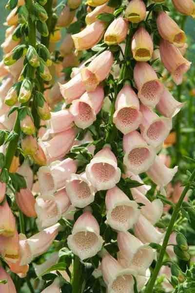 FOXGLOVE APRICOT BEAUTY