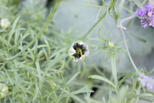 Aug9_nigella2