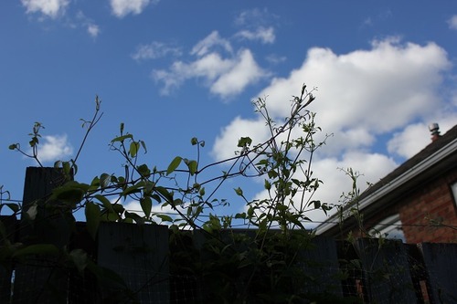June5_clematis
