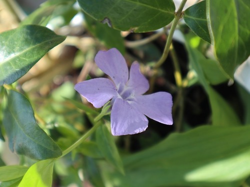 May20 (3)periwinkle