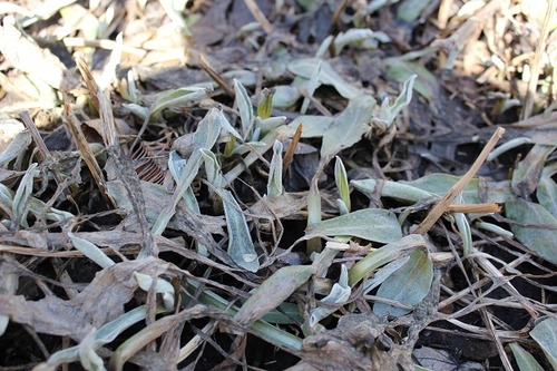 March22_centaurea
