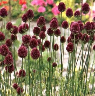 Allium sphaerocephalon