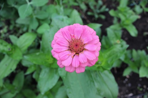 July5_zinnia