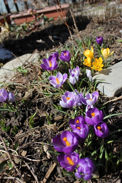 March26_crocuses2