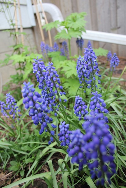 May22_muscari