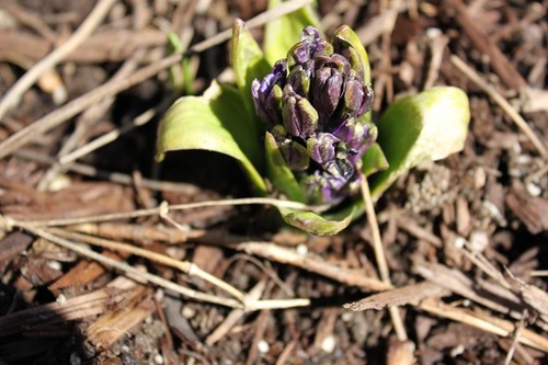 March29_hyacinth