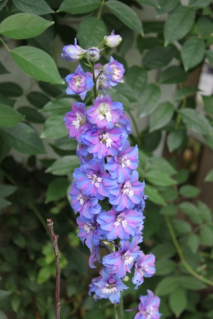 Aug30_delphinium