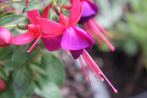 May22_fuschia