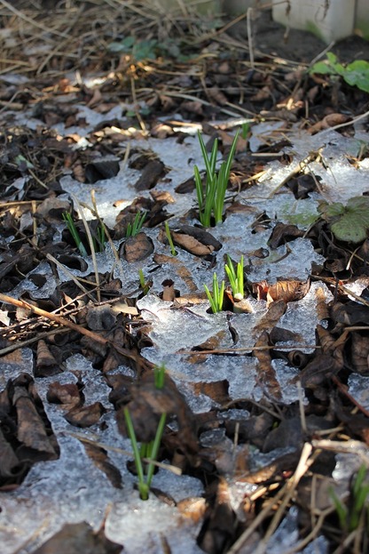 March26_crocusLeave