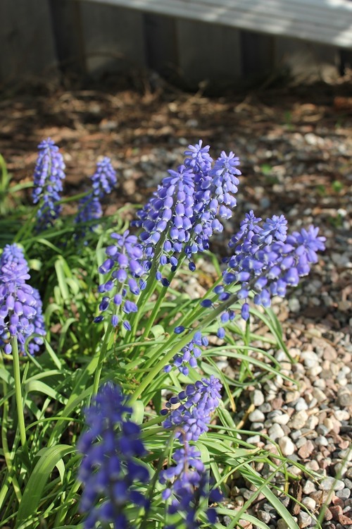 May17_muscari