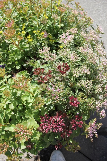 June25_sedums