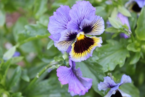 June18_pansies