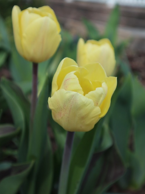 May11 (2)