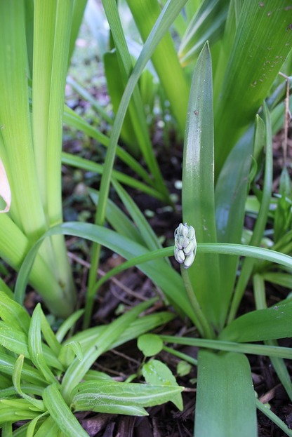May22_camassia