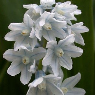 Puschkinia libanotica