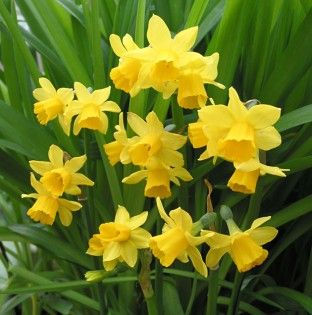 narcissusTeteatete